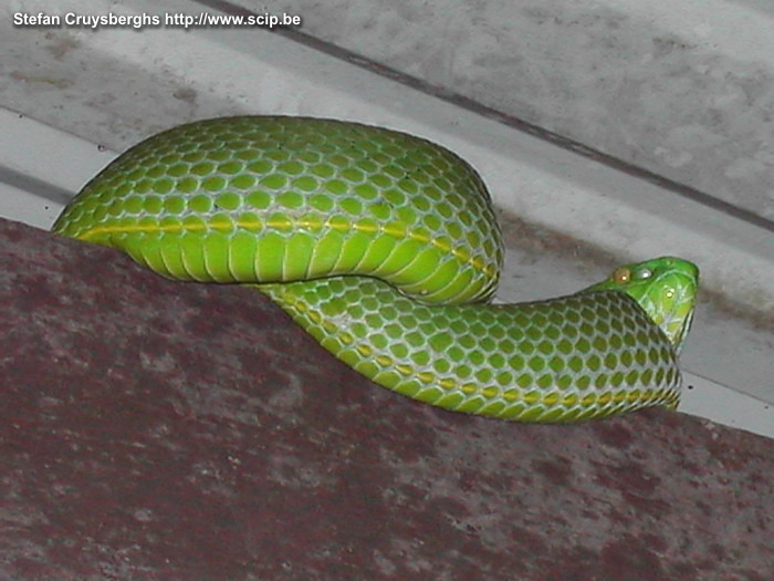 Khao NP - Tree viper Groene boomslang onder een hutje in het nationale park van Khao. In dit natuurpark kan je ook verschillende soorten gibbons aantreffen. Stefan Cruysberghs